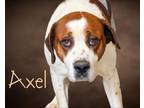 Adopt Axel a Saint Bernard