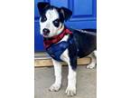 Adopt Jake a Terrier, Siberian Husky