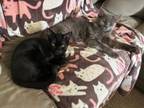 Adopt CHEVY (gray male) & ROSANNADANNA (black female) a Domestic Short Hair