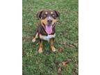 Adopt Buck a Rottweiler