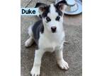 Adopt Duke a Siberian Husky