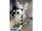 Adopt Knight a Siberian Husky
