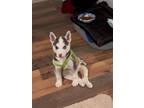 Adopt Lil Skunk a Siberian Husky