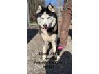 Adopt Jamesie a Siberian Husky, Alaskan Malamute