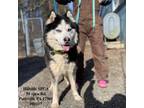Adopt Jamesie a Siberian Husky, Alaskan Malamute