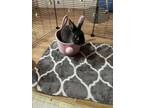 Adopt Vovo (Cesar) a Bunny Rabbit