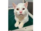 Adopt MUNCHY a Domestic Short Hair