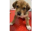 Adopt FINN a Labrador Retriever, Boxer