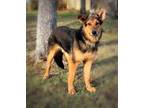 Adopt TRENT a German Shepherd Dog