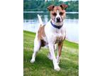 Adopt LIL KLINGER a Jack Russell Terrier