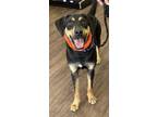 Adopt Koda a Rottweiler, Labrador Retriever