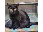 Adopt Bitsy a Domestic Short Hair