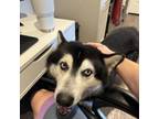 Adopt Zoro a Alaskan Malamute