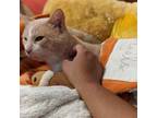 Adopt Lion O a Domestic Short Hair