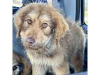 Adopt Emilio a Golden Retriever, Standard Poodle