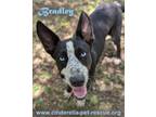 Adopt Bradley a Australian Shepherd, Labrador Retriever