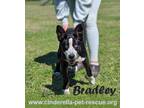 Adopt Bradley a Australian Shepherd, Labrador Retriever