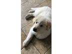 Adopt Flash DFW a Great Pyrenees