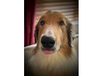 Adopt Doc a Collie