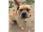 Adopt Chunk a Pit Bull Terrier, Shar-Pei