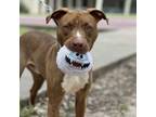 Adopt Messi a Pit Bull Terrier, Mixed Breed