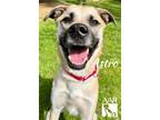 Adopt Astro a Black Mouth Cur, Shepherd