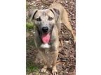 Adopt COCONUT a Labrador Retriever, Mixed Breed