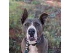 Adopt Gibson a American Staffordshire Terrier, German Shepherd Dog