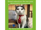 Adopt Drax a Domestic Short Hair