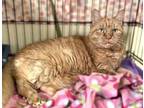 Adopt Tiger a Tabby