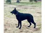 Adopt Zues a German Shepherd Dog