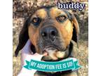 Adopt Buddy a Mixed Breed