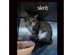 Adopt Skrit a Tabby