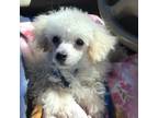 Poodle (Toy) Puppy for sale in Elkin, NC, USA