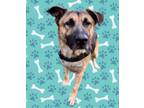 Adopt Dillon a German Shepherd Dog