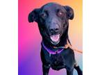 Adopt Jimmy a Black Labrador Retriever