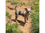 Chihuahua Puppy for sale in Cullowhee, NC, USA