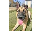 Adopt Viper - Referral a German Shepherd Dog