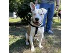 Adopt Fortino a Pit Bull Terrier, Mixed Breed
