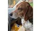 Adopt Rascal a Beagle