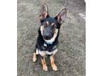 Adopt Yukon Cornelius a German Shepherd Dog, Mixed Breed