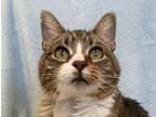 Adopt Jack a Domestic Short Hair