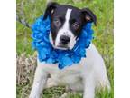 Adopt Travis Kelce a Boxer, Mixed Breed