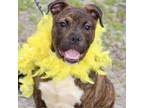 Adopt Jason Kelce a Boxer, Mixed Breed