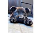 Adopt Beanz a Border Collie, Terrier