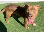 Adopt HOWL a American Staffordshire Terrier, Mixed Breed