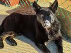 Adopt Anubis 23D-0226 a German Shepherd Dog