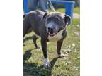 Adopt Hulk 23D-0228 a American Staffordshire Terrier