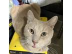 Adopt Surprise B a Domestic Short Hair, Oriental Short Hair