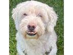 Adopt Jacques Golden a Golden Retriever